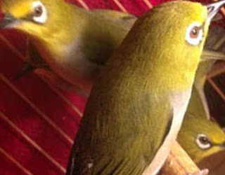 Ciri Dan Cara Menurunkan Over Birahi Pada Burung Pleci Ciri-Ciri Dan Cara Menurunkan Over Birahi Pada Burung Pleci