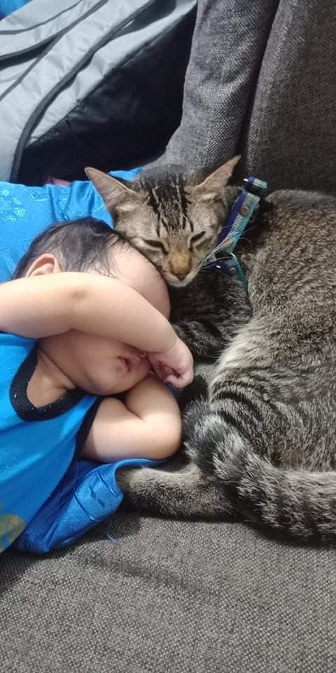 Adorable photos of cat taking care of baby go viral