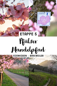 Pfälzer Mandelpfad | Etappe 05 Edenkoben – Birkweiler | Wandern Südliche Weinstraße | Mandelblüte Pfalz 22