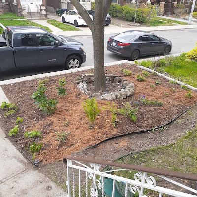 Roncesvalles Toronto shade garden installation After by Paul Jung Gardening Services--a Small Toronto Gardening Company