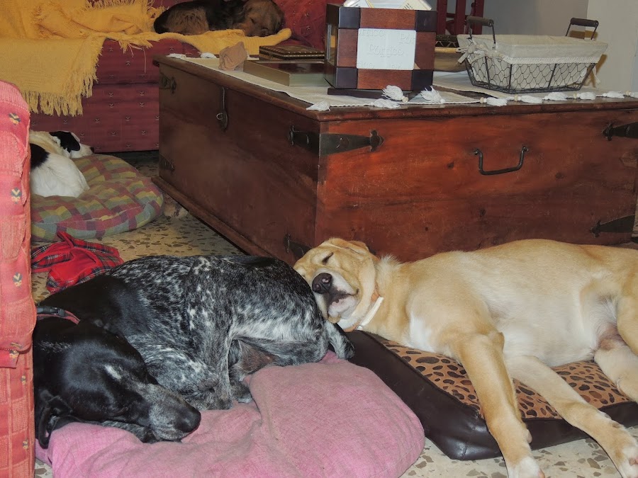 COMO EN CASA, EN NINGÚN SITIO