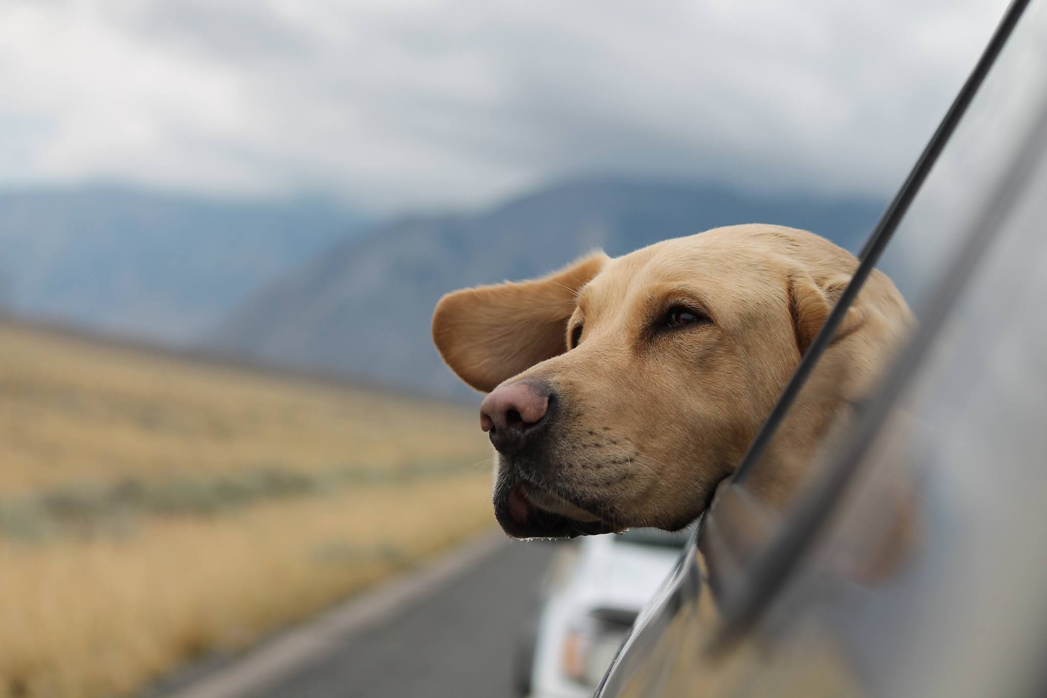 Co zrobić gdy pies się stresuje podczas podróży?