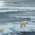 Μαζί με τους πάγους εξαφανίζονται πολικές αρκούδες και φάλαινες