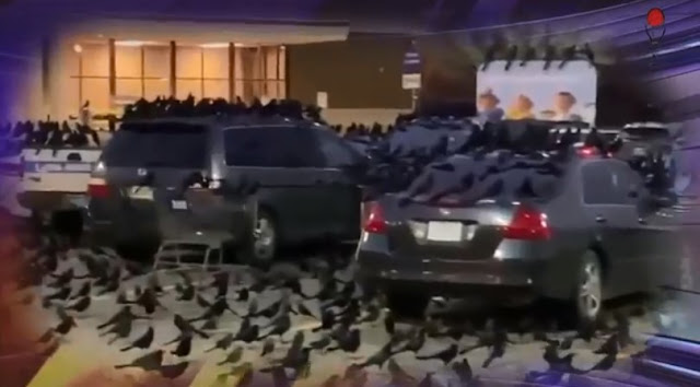 Video Nyamuk Raksasa Serang Wuhan Setelah Geger Muncul Ribuan