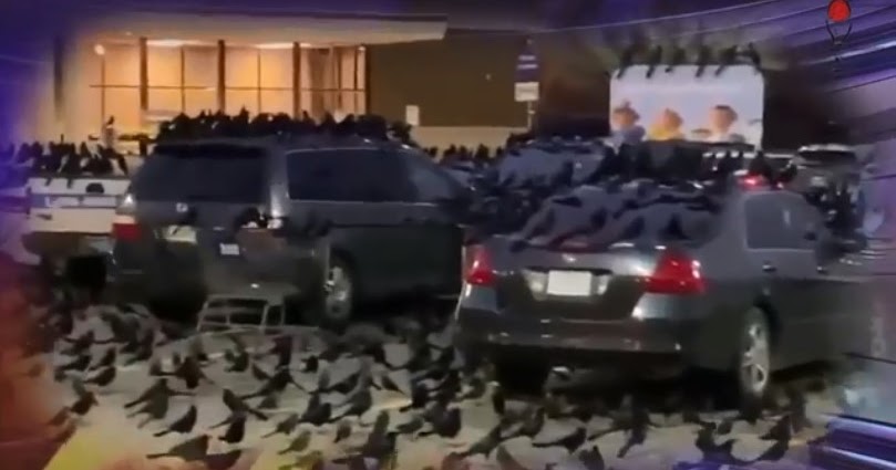 Video Nyamuk Raksasa Serang Wuhan Setelah Geger Muncul Ribuan