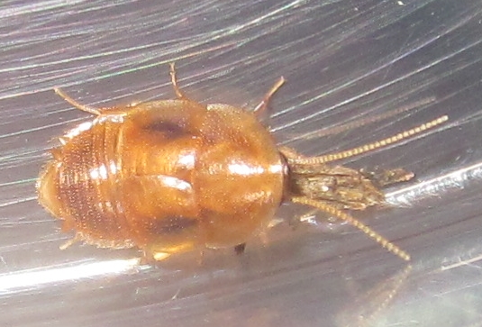 Myrmecoblattawheeleri%25238.JPG