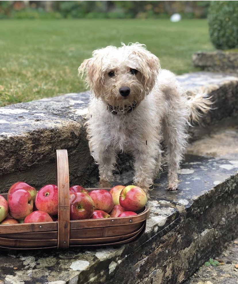 From Instagram | English Country Life with @irenemylife