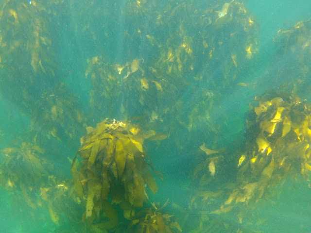 Kelp forest - Simon's Town