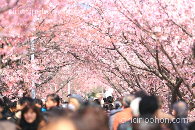 Ciri Ciri Pohon Sejarah Pohon Sakura