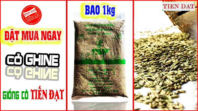 hạt giống cỏ ghine mombasa gói 1kg