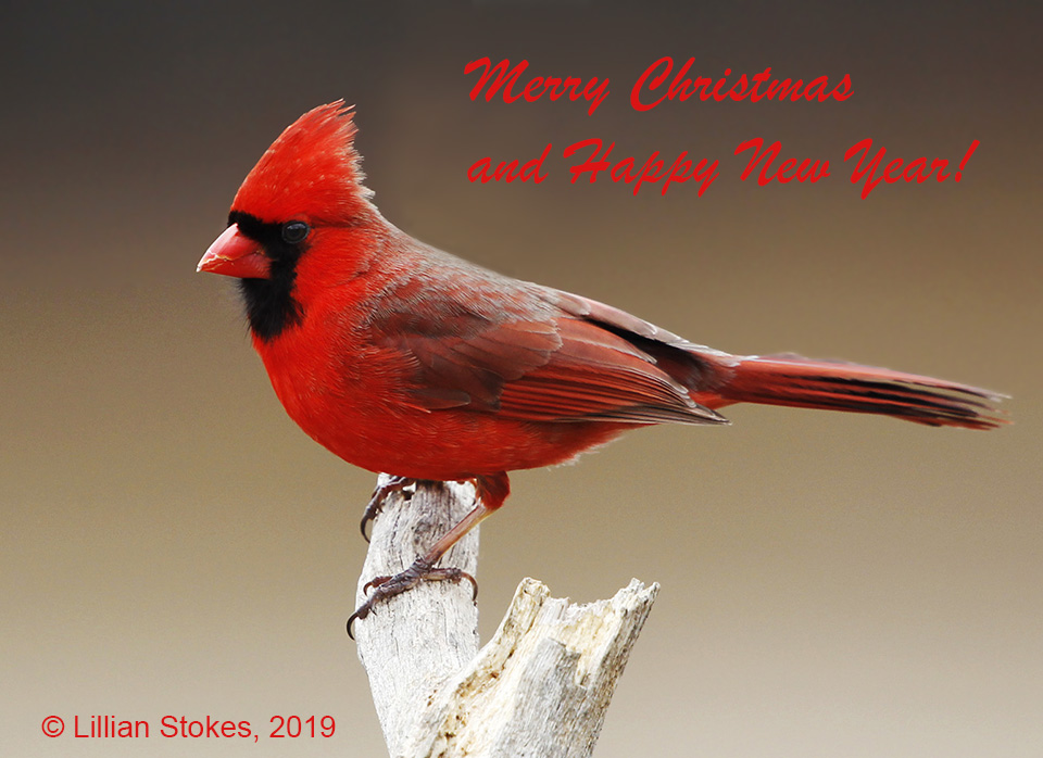 STOKES BIRDING BLOG Merry Cardinal Christmas!