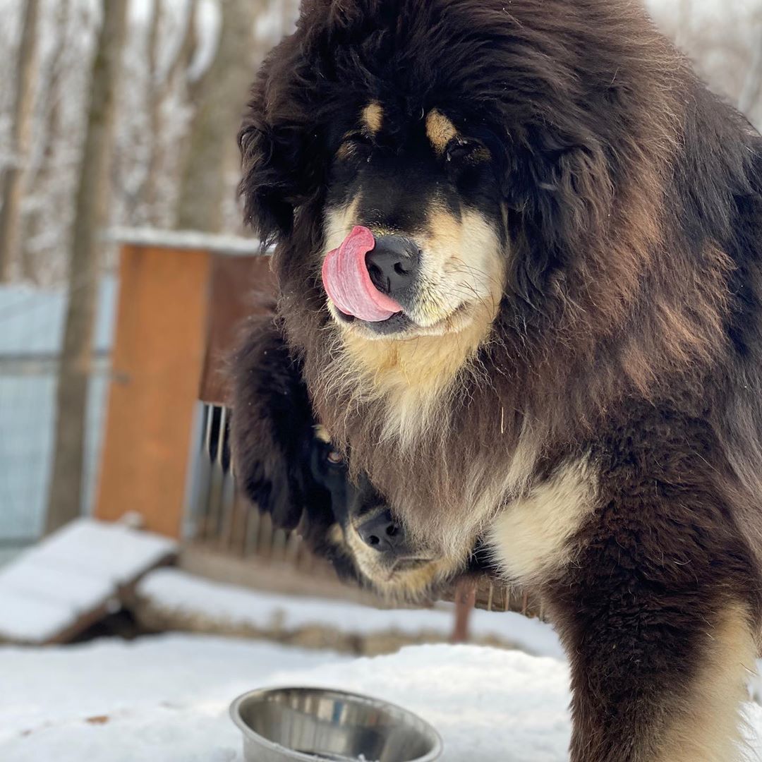 Tibetan Mastiff The Most Expensive Dogs In The World I Chinese Bear Dog