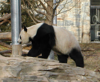 Büyük panda (Ailuropoda melanoleuca)
