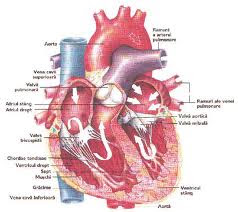 Inima Localizare Despre inimă: Angioplastie și montare stent