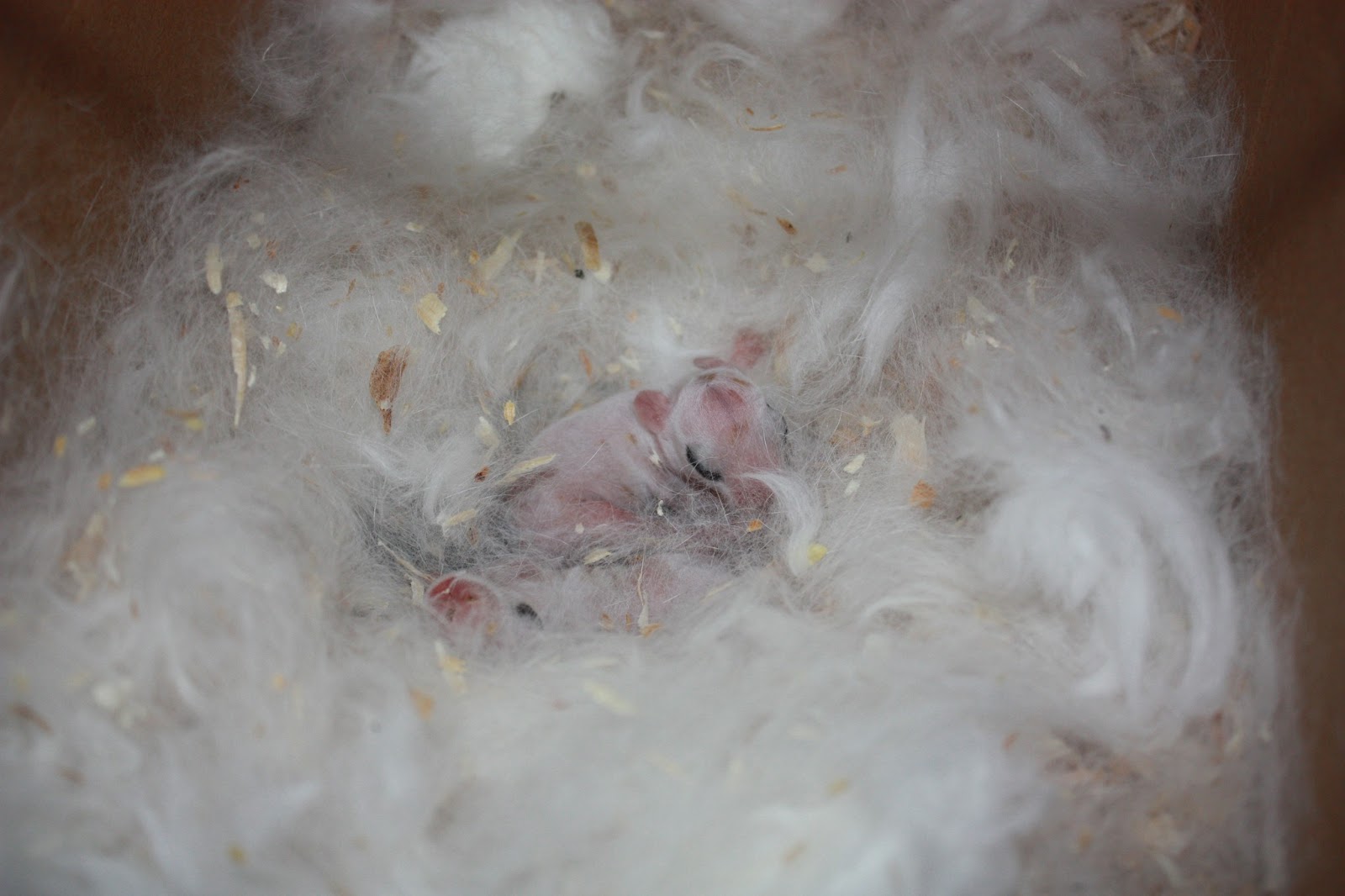 The Weeping Willow and The Ficus: The Miracle of Birth-Rabbit Edition