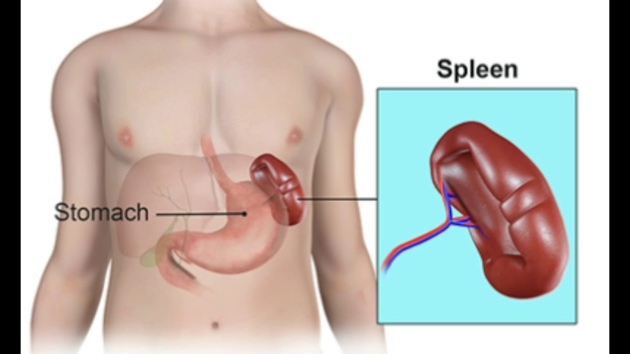 Spleen Anatomy
