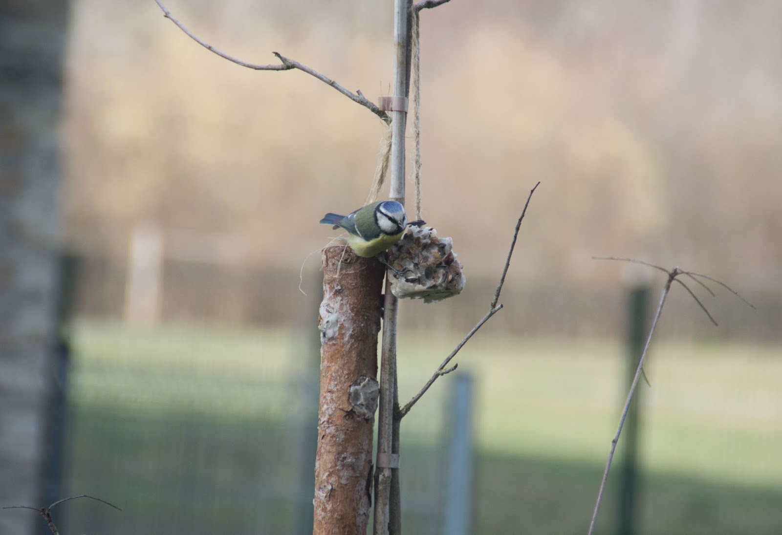 Aider les oiseaux à passer l'hiver + recette boules de graisse maison