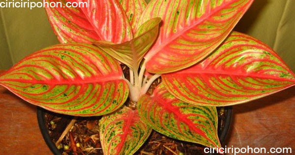 Jual Tanaman Hias Aglonema Kocin Bunga Aglonema Kocin Kab Bogor Grass Store Tokopedia