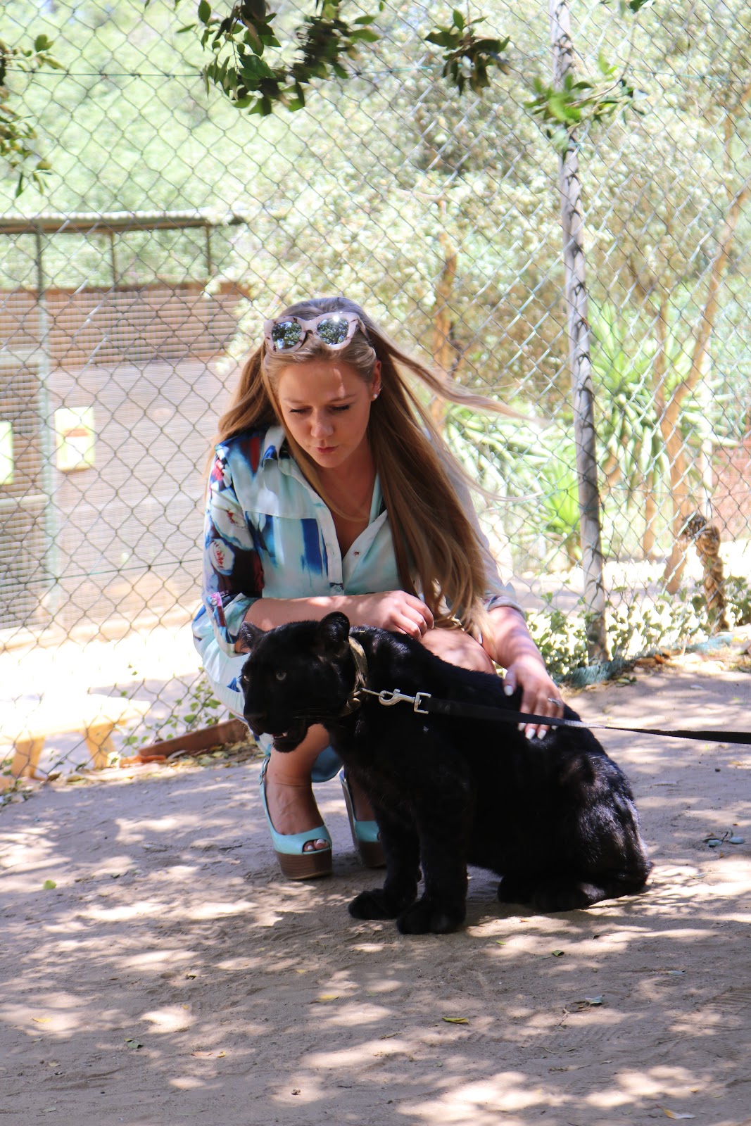 Blonde Girl, Katie Heath, wearing a Quiz Blue shirt dress with a panther in zoo de Castellar, Spain