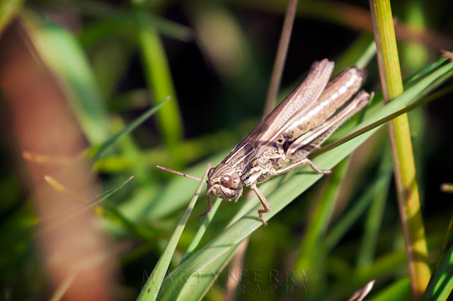 A lesser marsh grasshopper sits among the grasses at Ouse Fen Nature Reserve