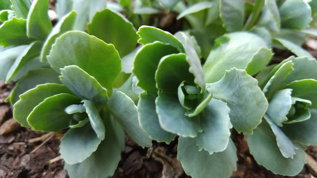 Succulent plant leaves 