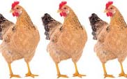 chicken chicken