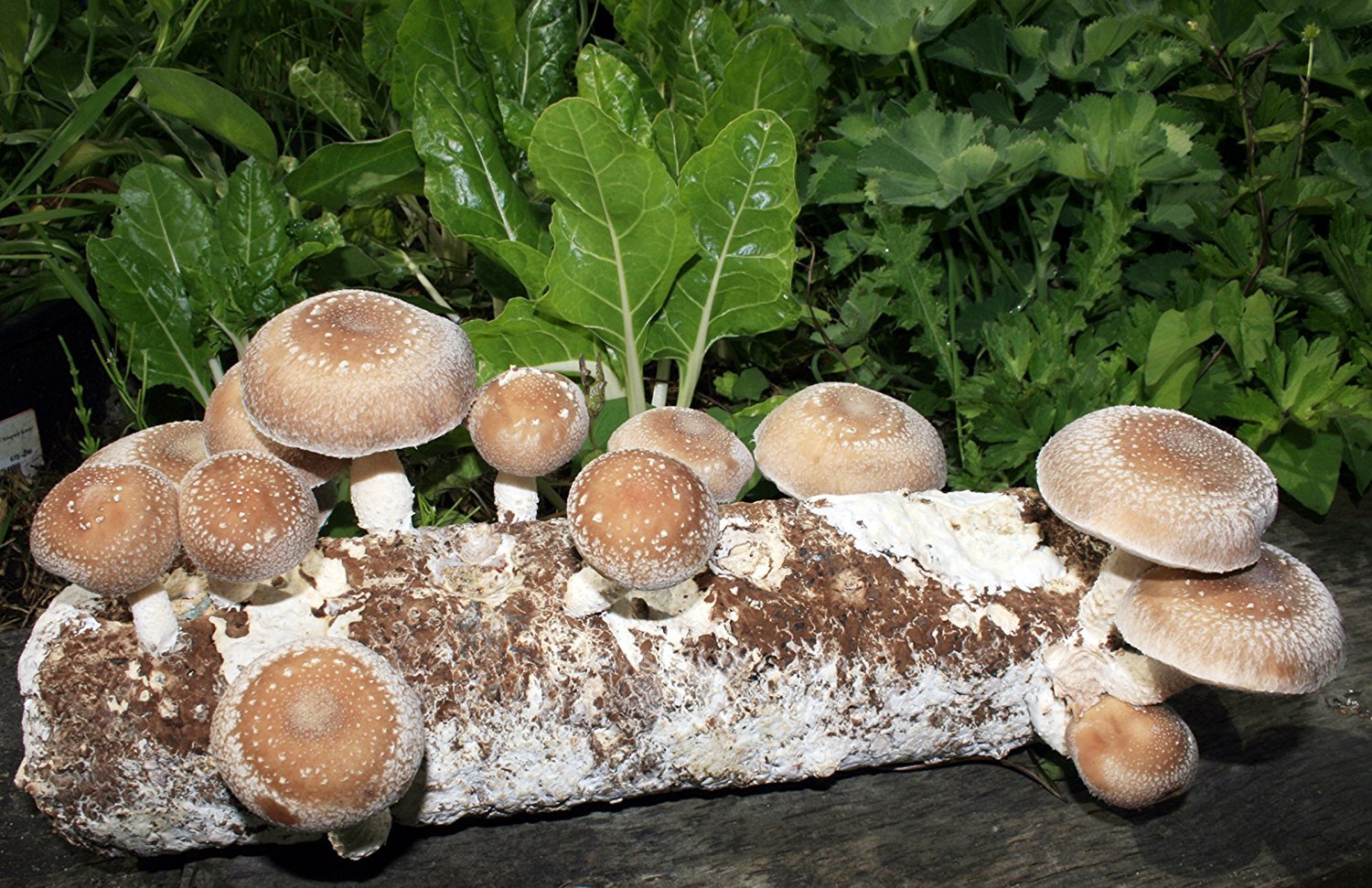 Shiitake mushroom growing kit India Shittake mushrooms Biobritte mushrooms