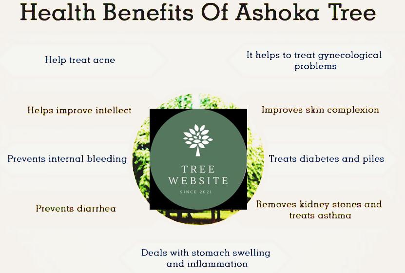 Ashoka Tree Description, Vastu, Uses, and How to grow