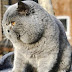 Pictures of Blue British Shorthair cats with extreme features