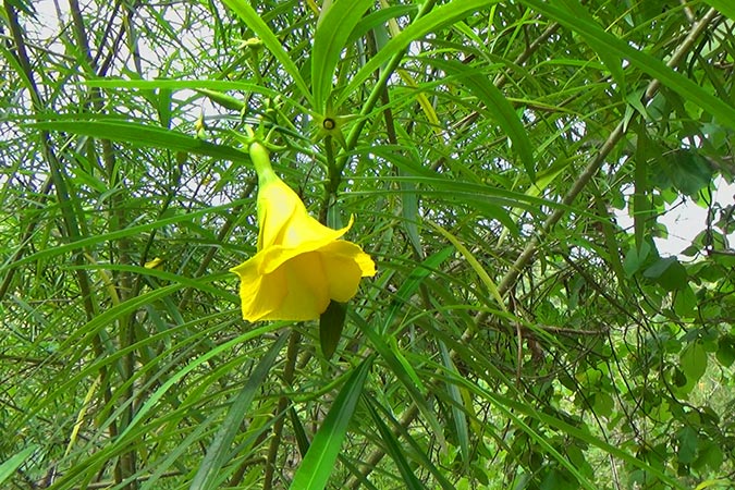 Dlium Yellow oleander (Cascabela thevetia)