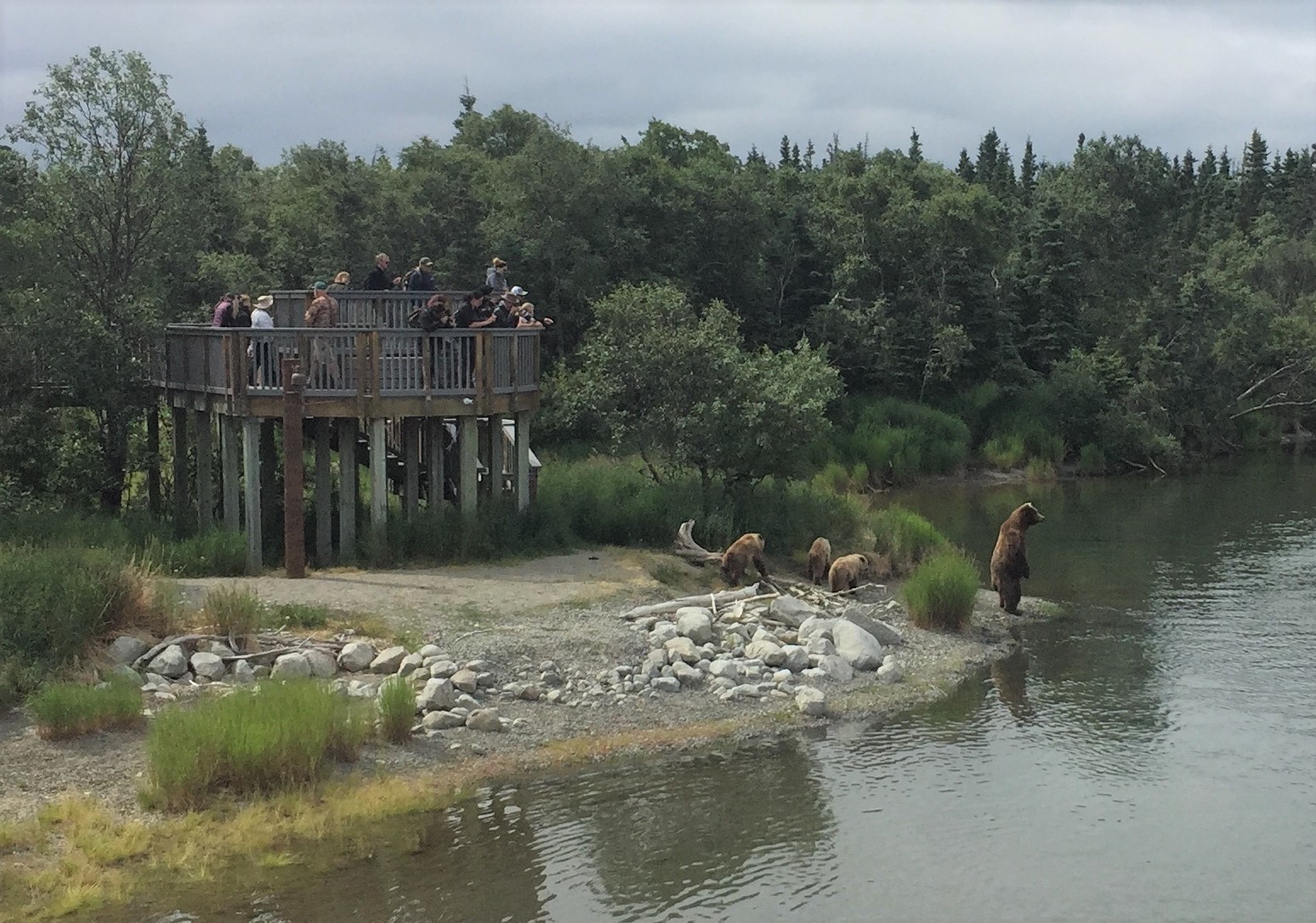 And Sew Forth Bear Viewing at Brooks Falls