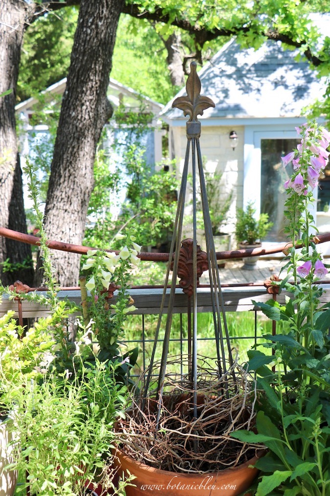Botanic Bleu: Beautiful Outdoor Ivy Topiary Growing Tips