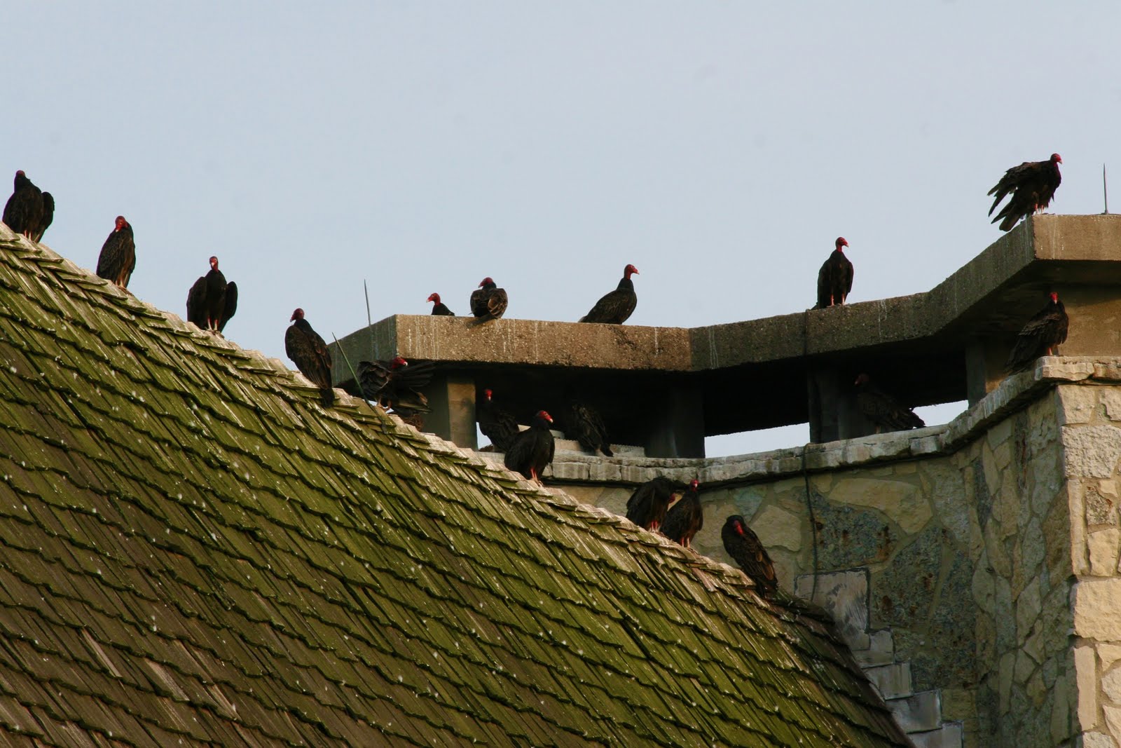 Live by the sun Love by the moon Buzzards sitting on the roof of