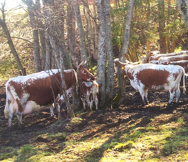 telemark cattle, about telemark cattle, telemark cattle breed, telemark cattle breed facts, telemark cattle breed info, telemark cattle care, caring telemark cattle, telemark cattle color, telemark cattle characteristics, telemark cattle facts, telemark cattle for meat, telemark cattle for milk, telemark cattle farms, telemark cattle farming, telemark cattle history, telemark cattle info, telemark cattle images, telemark cattle meat, telemark cattle milk, telemark cattle origin, telemark cattle milk yield, telemark cattle photos, telemark cattle pictures, telemark cattle rarity, telemark cattle rearing, raising telemark cattle, telemark cattle size, telemark cattle uses, telemark cattle weight