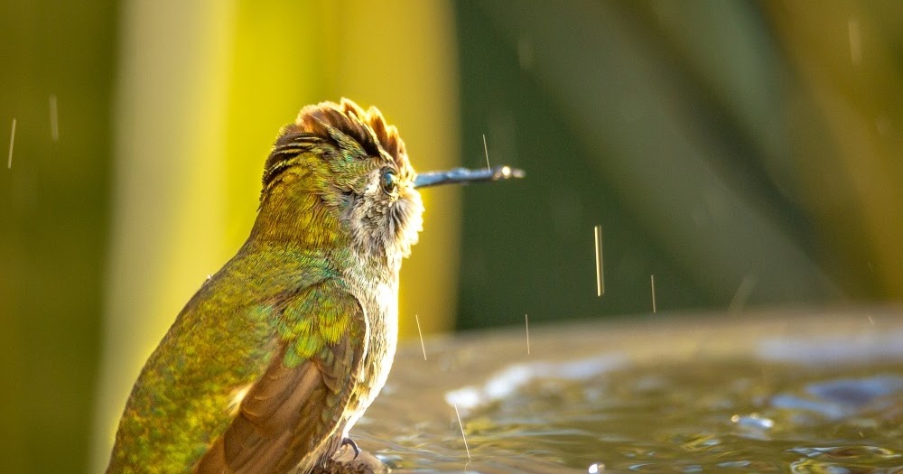 Why do You Need a Bird Bath for Hummingbirds?