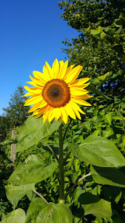 Sunflower by the raspberries