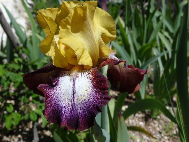 34 Iris chez Antho [identifications] DSC07120