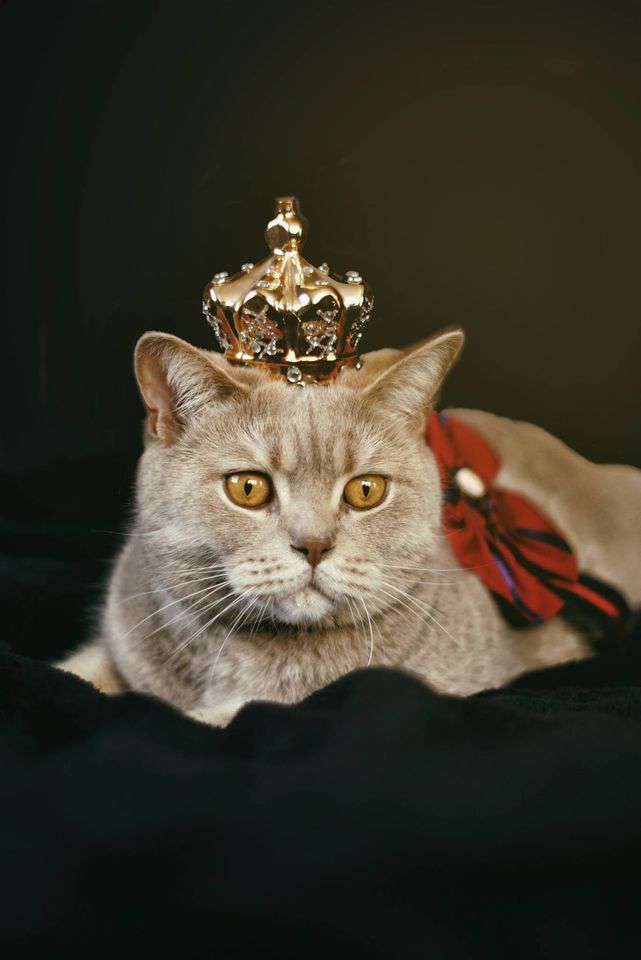 Respect Your Cat Day Wishes Images download Respect Your Cat Day Wishes Images download