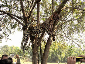 Harimau bintang dipukul dan digantung pada pokok