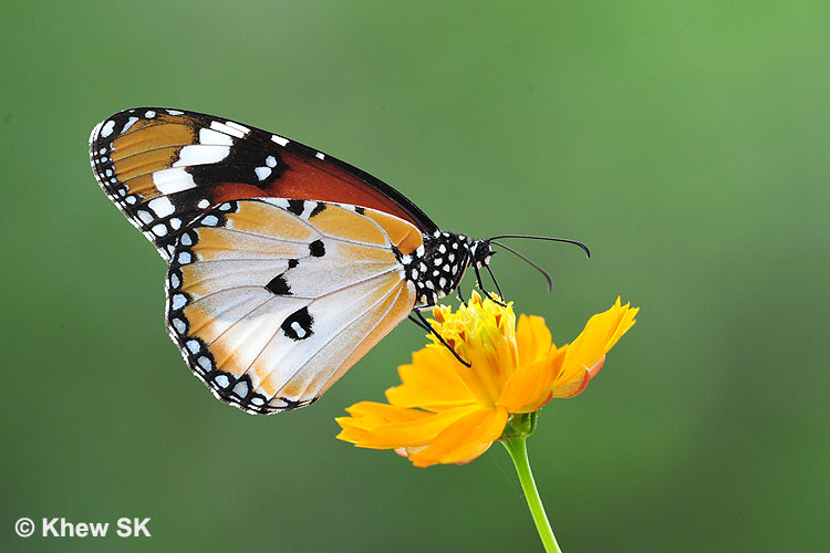Butterflies of Singapore: Butterfly Photography at Our Local Parks