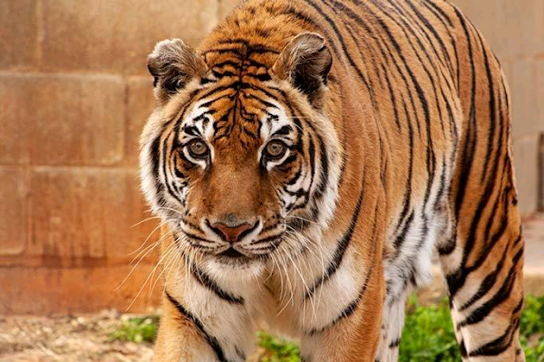 Tiger at Texas sanctuary declared world's oldest by Guinness World Records