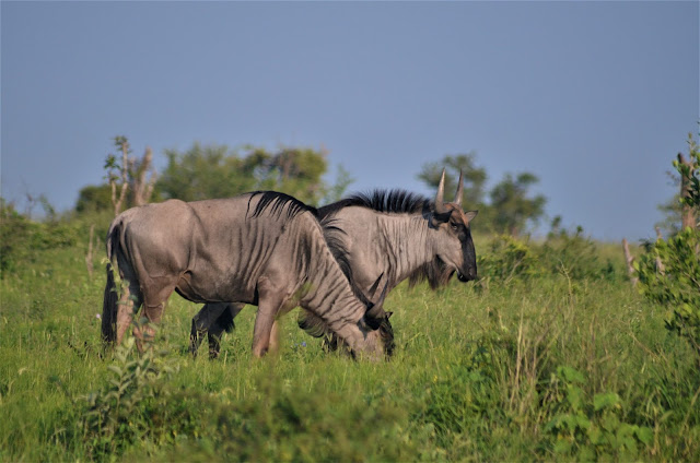 Blue Wildebeest @SANParksKNP @SANParks #KrugerNationalPark #SouthAfrica