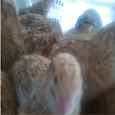 PUYUH SIAP TELUR BLASTER