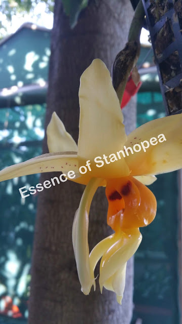 Stanhopea intermedia