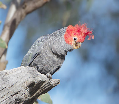 Gang-gang Cockatoo (Callocephalon fimbriatum) Vulnerable