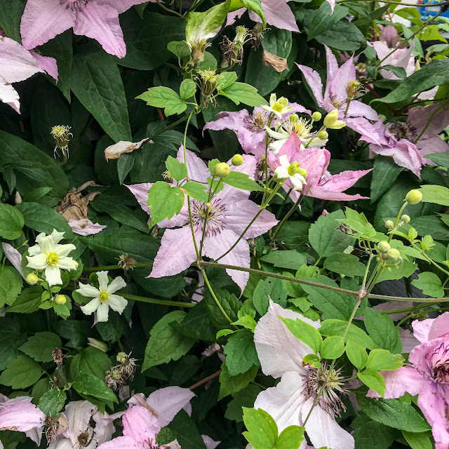 summersnow, paulfarges, klematis summersnow, paulfarges, klematis