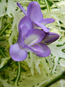 Pale blue freesia Centennial Park Conservatory 2015 Spring Flower Show by garden muses-not another Toronto gardening blog