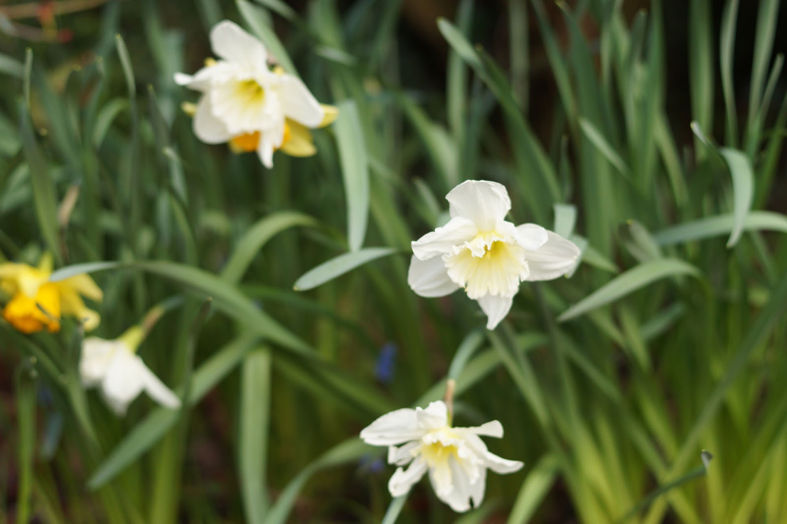 Life Between The Flowers Evergreen Photinia Red Robin For