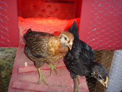 coop feathers warm took once keep got inside them night