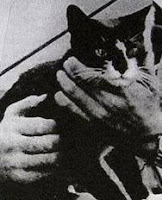 Sam, el gato que sobrevivió a tres hundimientos de buques de guerra